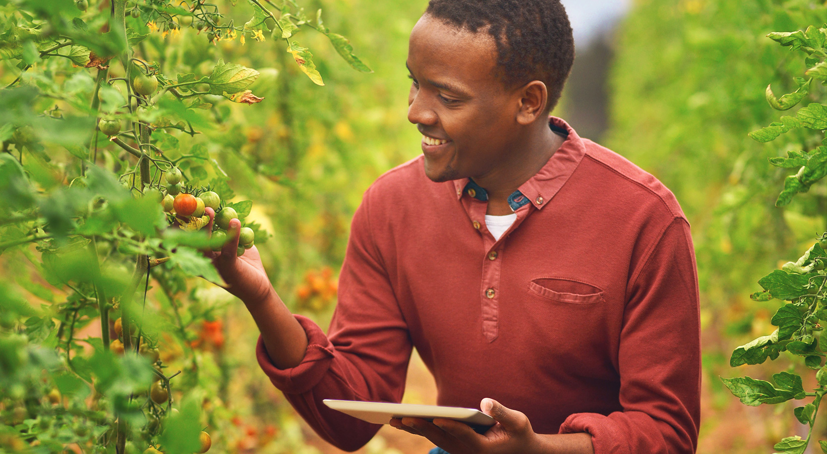man agriculture tomatoes